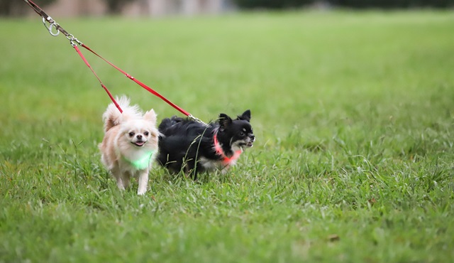 犬にマダニが寄生したら？マダニの見分け方や噛まれた時の対処法について解説