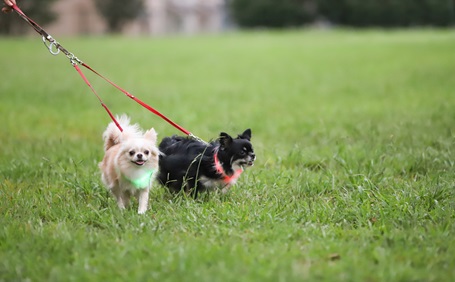 犬にマダニが寄生したら？マダニの見分け方や噛まれた時の対処法について解説