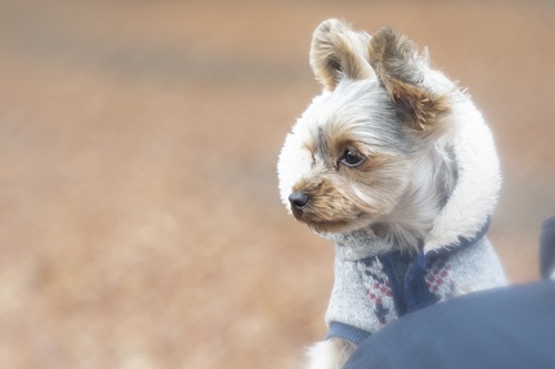 犬は寒さに強いのでしょうか？