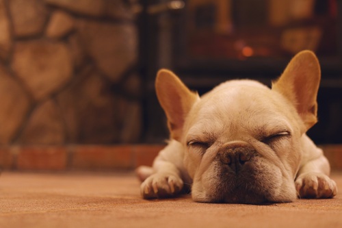 寒さに弱い犬の特徴は？