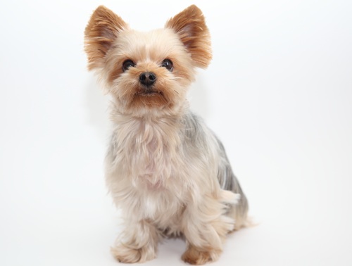 ヨークシャー・テリア