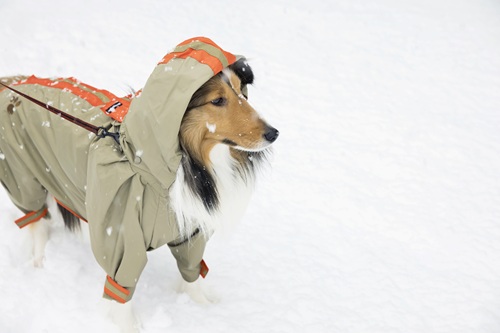 寒い冬に散歩する際の注意点とは？