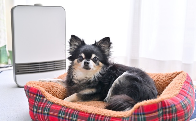 冬でも快適に過ごせる犬の寒さ対策について解説
