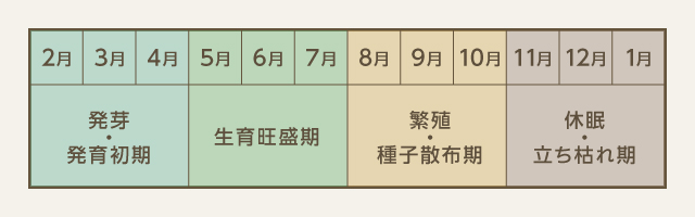 雑草の生育サイクルは１年で４段階です。時期ごとにどのような対策をすべきでしょうか