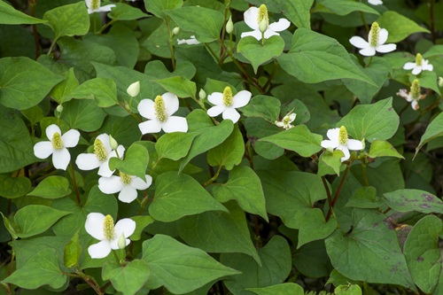 春から夏にかけて白い花を咲かすドクダミ
