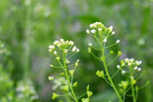 「春の七草」のひとつでもあるナズナ。白い花びらは十字に４枚ついています