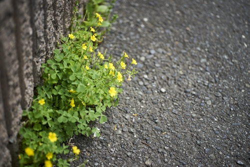 黄色い花びらが５枚集まっていて、葉はハート形をしています