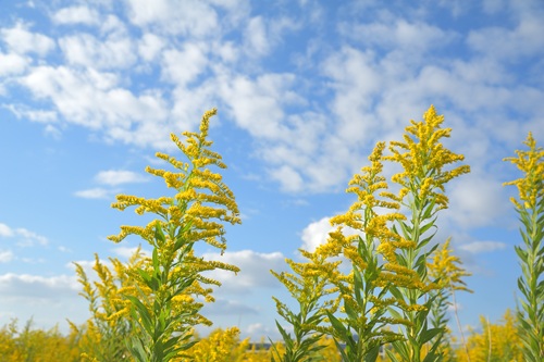 黄色い泡状の花を付けるセイタカアワダチソウは外来種であり、敷地内に発生したら除去しましょう