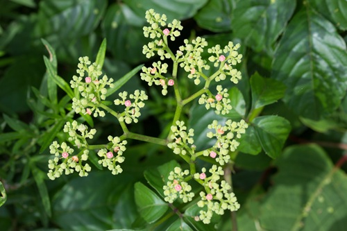 ヤブカラシはブドウ科の植物で、６月から８月にかけて花が咲きますが、蜂が集まることが多いので注意が必要です