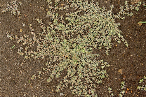 成長スピードも速いコニシキソウは、１カ月前後で大型の株になることも