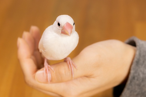 ペットを飼うメリットとは?