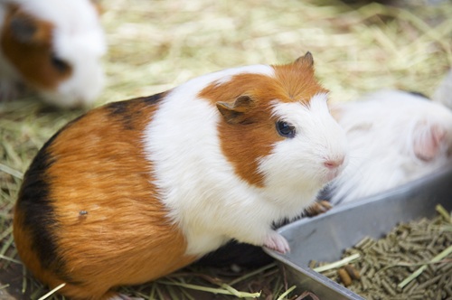 モルモットが飼いやすい理由とは?