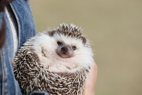 ハリネズミが飼いやすい理由とは?