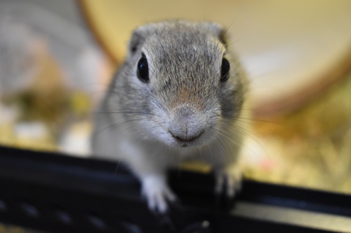 リスが飼いやすい理由とは?