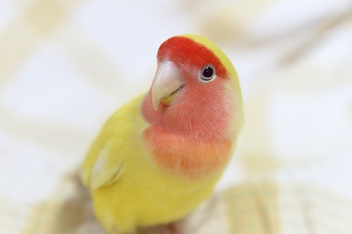 小鳥が飼いやすい理由とは?