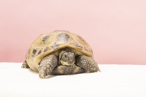 亀が飼いやすい理由とは?