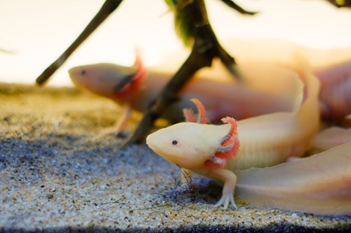 ウーパールーパーが飼いやすい理由とは?