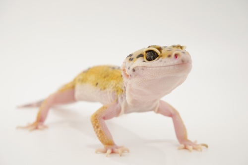 ヒョウモントカゲモドキが飼いやすい理由とは?