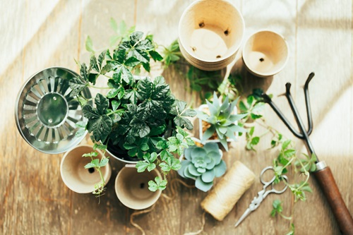 狭い庭でのガーデニングの始め方を解説します