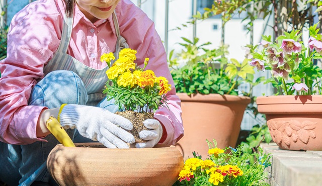 狭い庭でもおしゃれなガーデニングを始めよう！初心者におすすめの花・植物を徹底解説