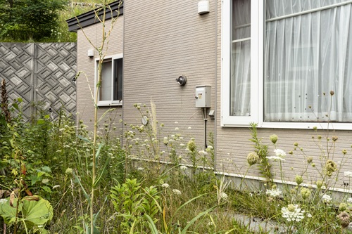 どうして庭に雑草が生えてくるのか理由を解説します