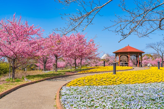 名古屋市中川区にある「戸田川緑地」は、河津桜など四季を感じられるスポットです