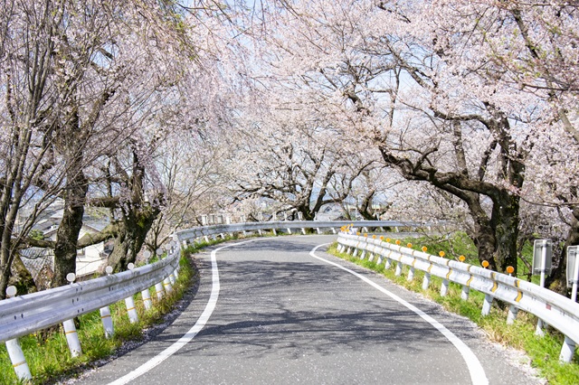 木曾川提には桜並木があり、春にはお花見も楽しめます