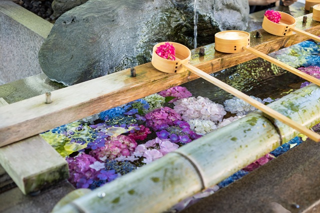 一宮市三条エリアにある「御裳神社」は、あじさいが有名です