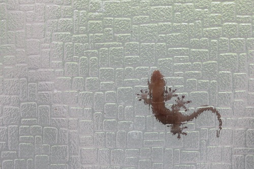 家に出現するニホンヤモリとは？