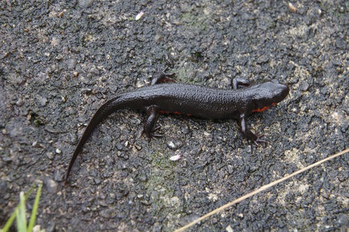 イモリとの違いとは？