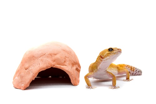 ヒョウモントカゲモドキとの違いとは？