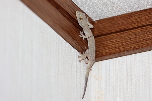 ヤモリが家にいると縁起がいいと言われる理由は？