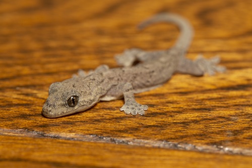 ヤモリを飼うのに必要なものとは？