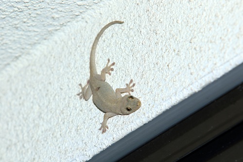 ヤモリの飼育方法は？