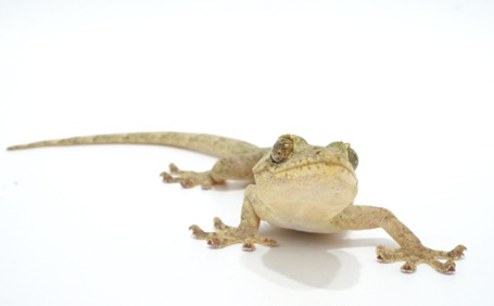 【初心者必見】ヤモリの飼い方ガイド！専門家に聞く、エサやりや飼育する際の注意点