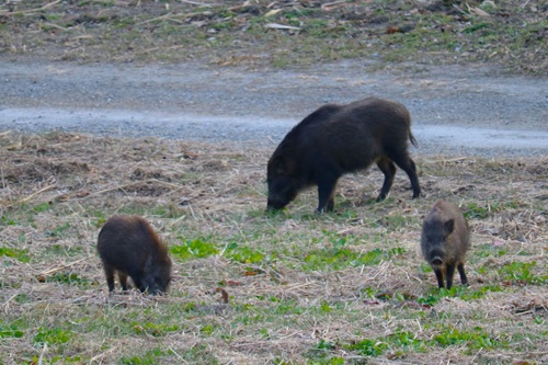 イノシシに遭遇した時にやってはいけないことを確認しておきましょう