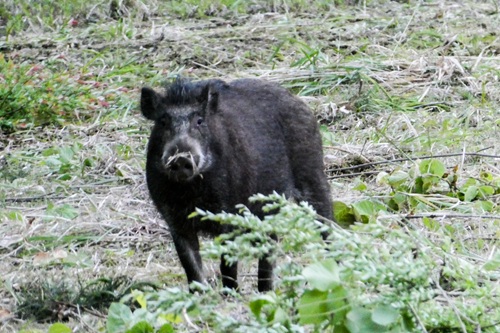 イノシシの行動からどのくらい危険な状況なのかわかります