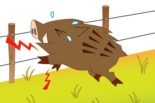 家の周りにイノシシを近づけないための対策を紹介します