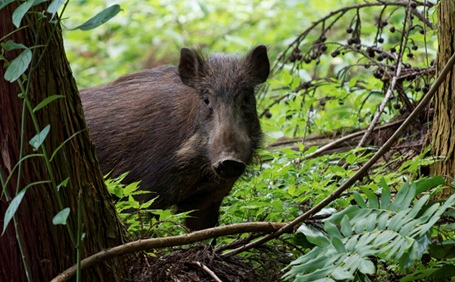 【専門家に聞く】イノシシに遭遇したらどうする？正しい対処法で身を守ろう