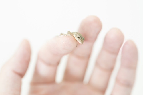 ヤモリに害はあるのでしょうか？