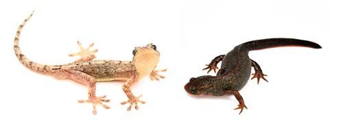 ヤモリとイモリの違いを見比べてみましょう