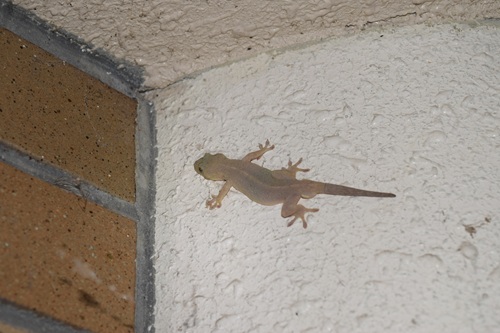 ヤモリはどこに生息しているか解説します