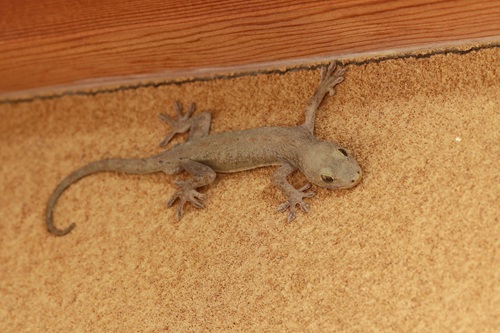 ヤモリの駆除方法について解説します