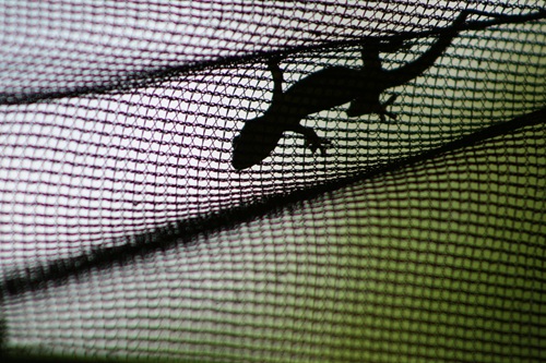 ヤモリを家に寄せ付けないための対策について解説します