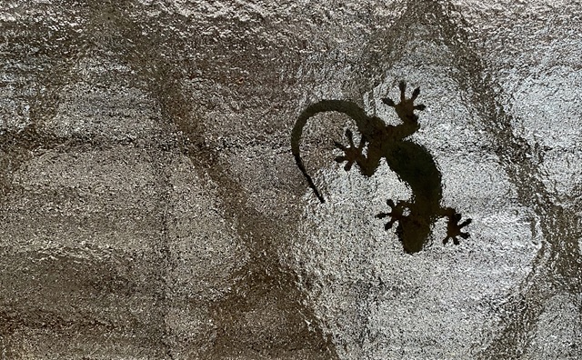 ヤモリが家の中にいたらどうする？追い出す方法と対策を徹底解説