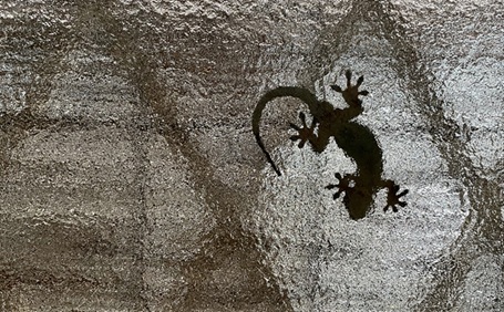 ヤモリが家の中にいたらどうする？追い出す方法と対策を徹底解説