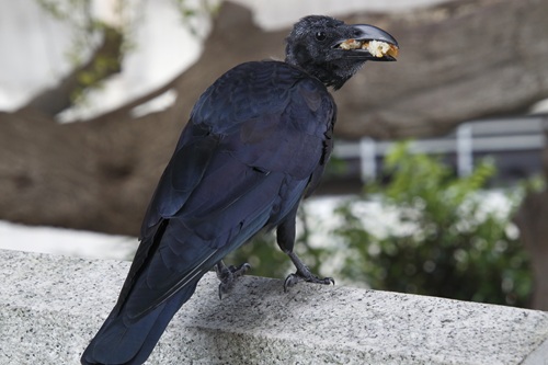 カラスとはどのような生物なのでしょうか