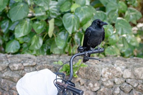 カラスが活発に動く時期はいつ？