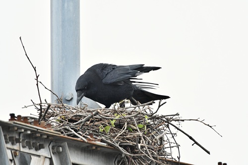 巣から落ちたヒナを見つけたらどうすればいいのでしょうか？