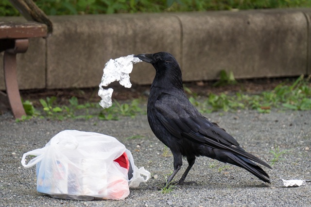 カラスがゴミを荒らして困っている方は必見！自分でできる対策や便利グッズをご紹介します